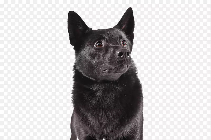 挪威布洪德挪威午餐猎犬挪威黑精灵猎犬-可爱的狗