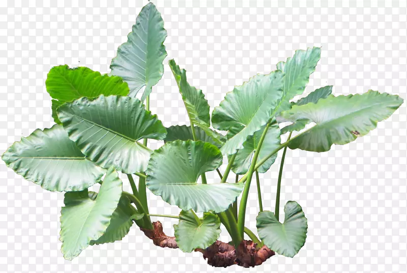 亚洲黄花芋属植物热带-水生植物