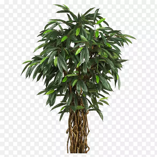 穿孔植物圣约翰草树槟榔棕榈科水生植物
