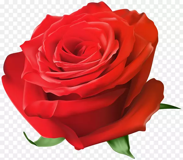 花园玫瑰、蜈蚣玫瑰、蓝色玫瑰-红玫瑰边框