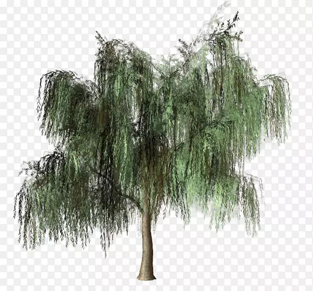 松林木本植物-绿树