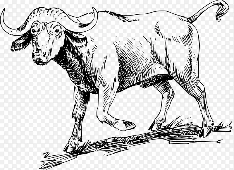 美洲野牛非洲野牛绘画剪贴画-野牛
