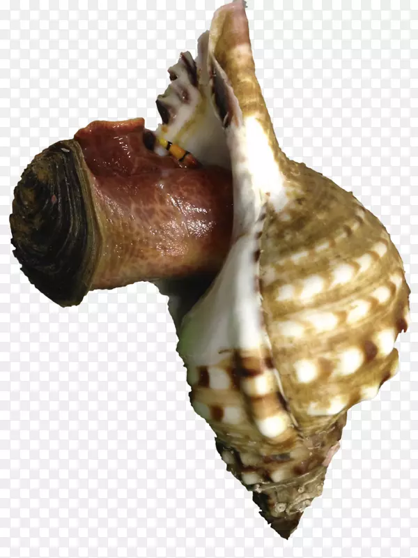 海螺，无脊椎动物
