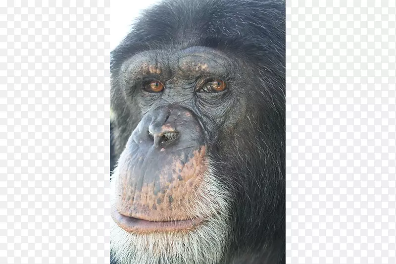 普通黑猩猩大猩猩灵长类猴子动物黑猩猩
