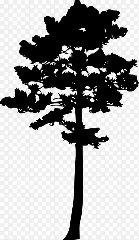 木本植物松树