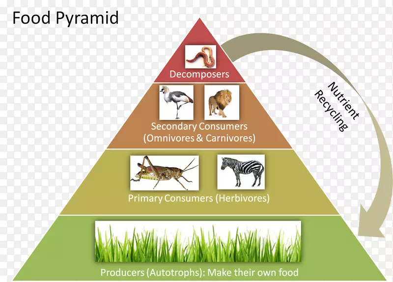 食物链生态金字塔食物网营养级生态金字塔