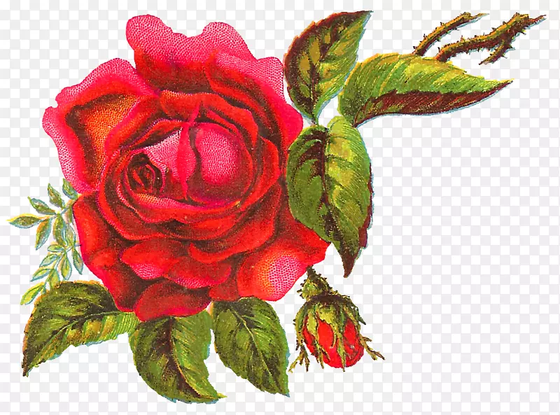 花卉花园玫瑰、蜈蚣玫瑰、剪贴画-花型
