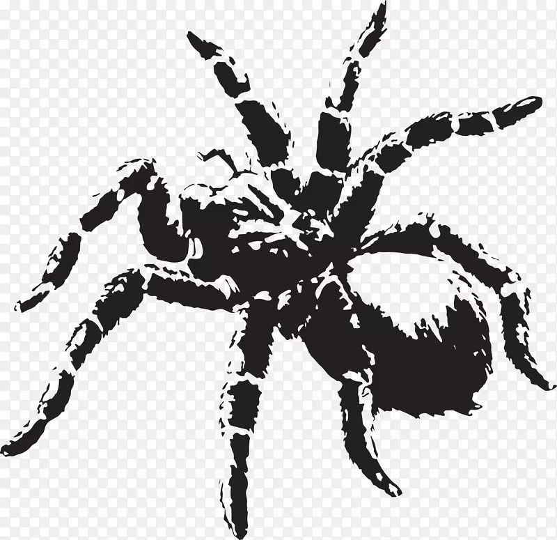 蜘蛛夹艺术-蜘蛛