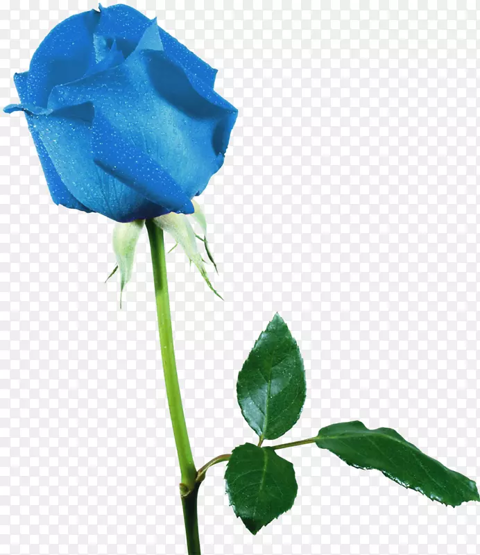 海滩玫瑰花园玫瑰蓝色玫瑰摄影-蓝色玫瑰
