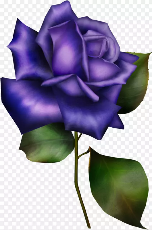 花园玫瑰蓝色玫瑰信息-蓝色玫瑰