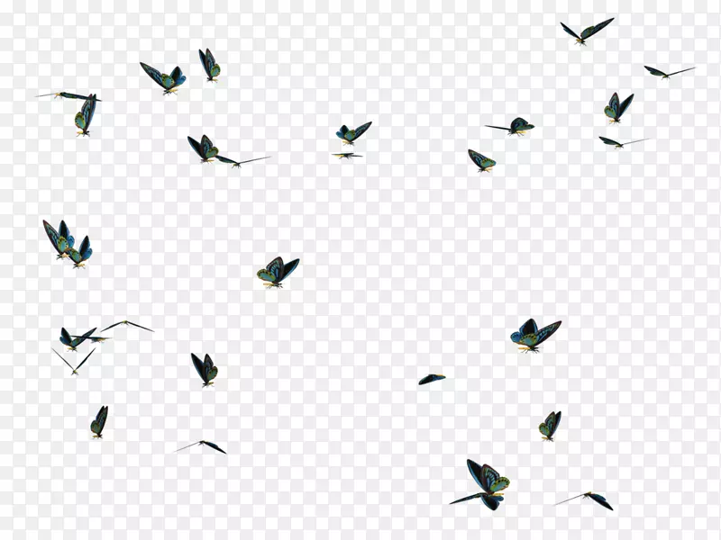 蝴蝶鸟摄影桌面壁纸-苍蝇