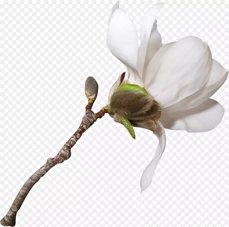 花卉植物茎花系统背景图剪贴画-花