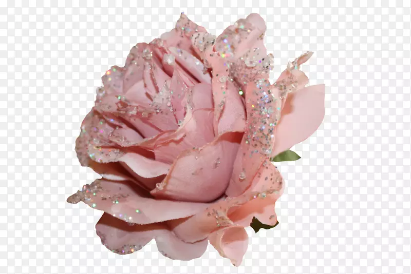 花园玫瑰切花粉红色闪闪发光