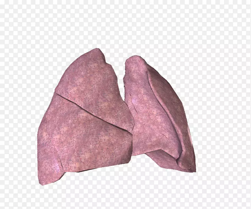 支气管细支气管肺胸膜气管-肺