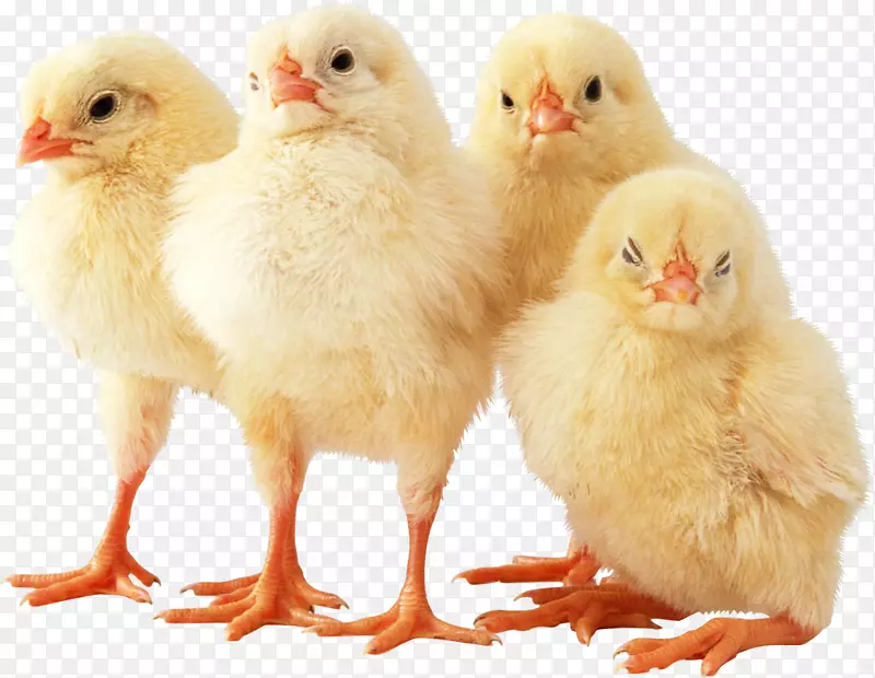 康沃尔鸡袋肉鸡，家禽副产品-复活节鸡