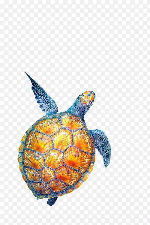 海龟画-生物