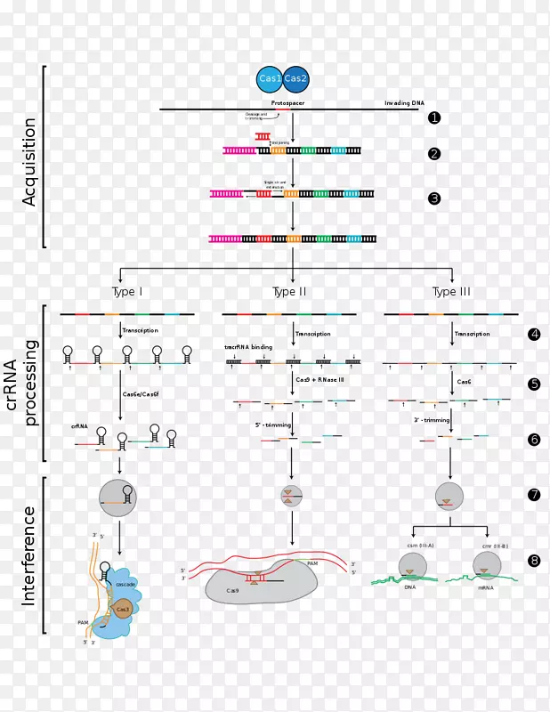 CRISPR Cas9基因组编辑dna RNA-阶段