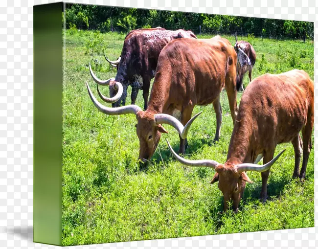 得克萨斯州长角牛英国长牛角放牧牧场牛-长角牛
