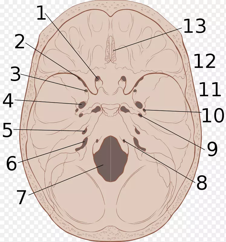 颅底解剖大孔骨解剖