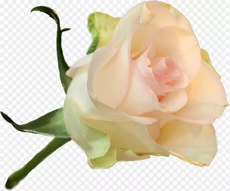 花园玫瑰、蜈蚣玫瑰、玫瑰花、蔷薇科花、白玫瑰