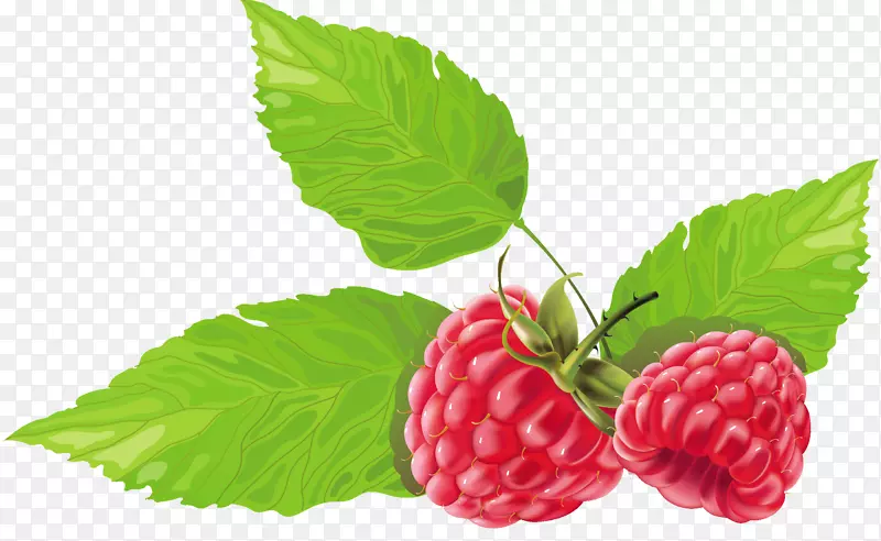 覆盆子草莓-草莓飞溅