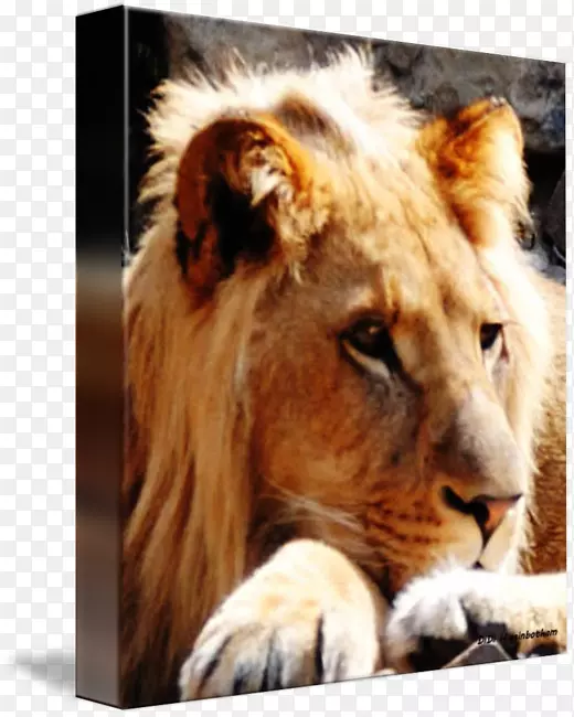 东非狮子猫虎摄影咆哮舞狮