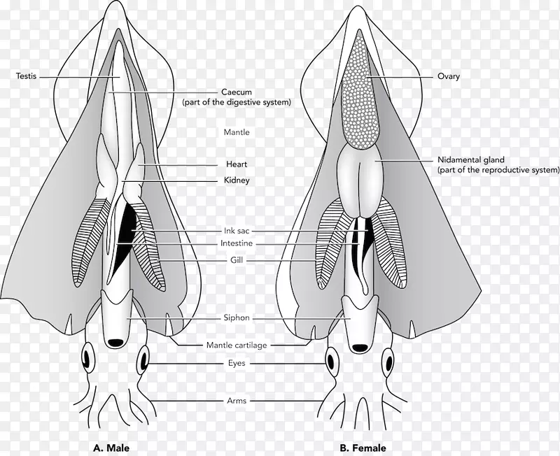 巨型鱿鱼解剖头足类眼解剖