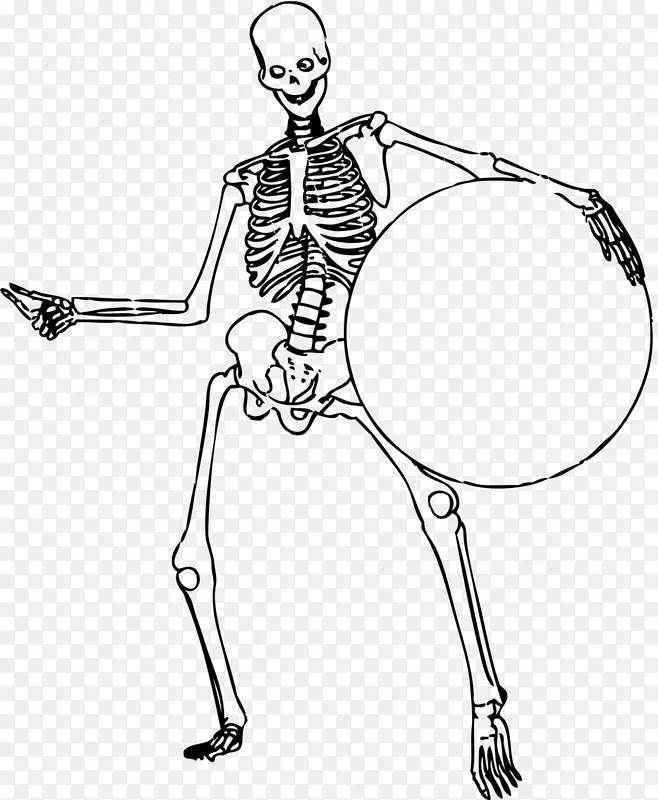 人体骨骼-人体脊柱-骨骼