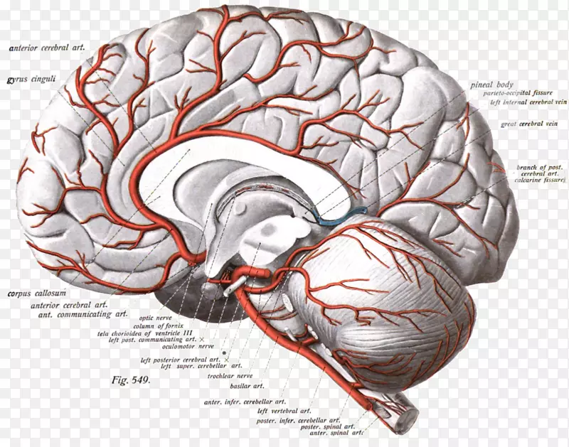 大脑前动脉、大脑中动脉、颈内动脉-水彩脑卒中