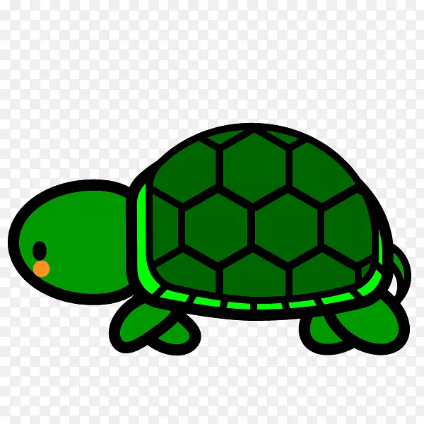 海龟爬行动物赤脚龟乌龟和野兔龟