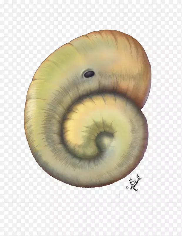 蜗牛生物学腹足动物形态解剖-蜗牛