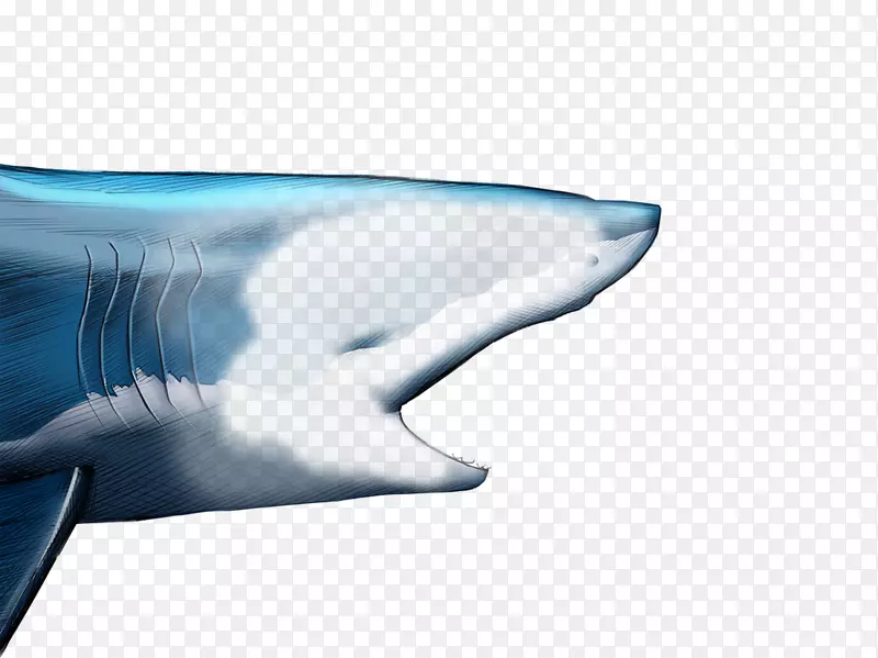 海豚海洋虎鲨