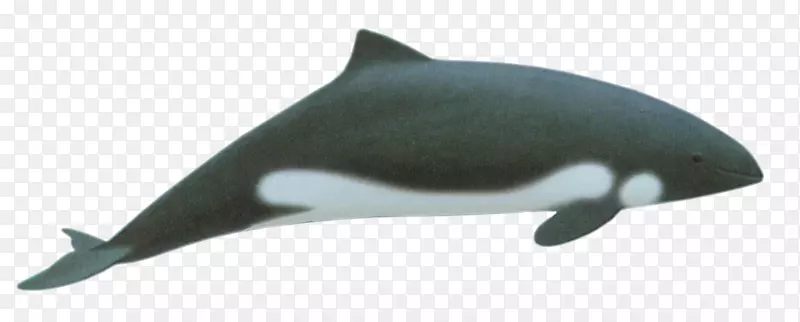 江豚图库西海维赛德的海豚
