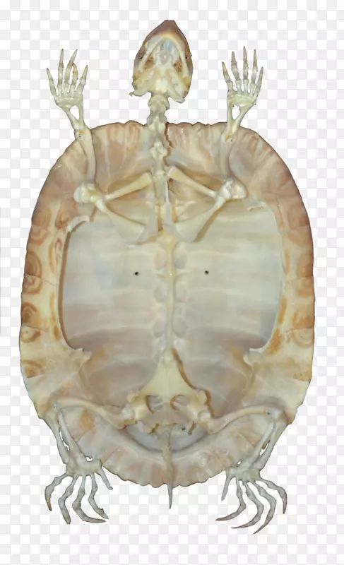 海龟爬行动物骨骼龟-骨架