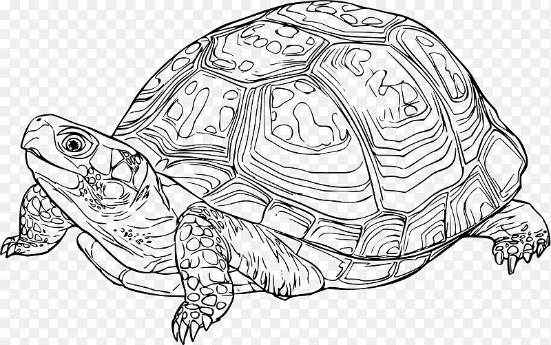 东方盒龟爬行动物绘图-乌龟