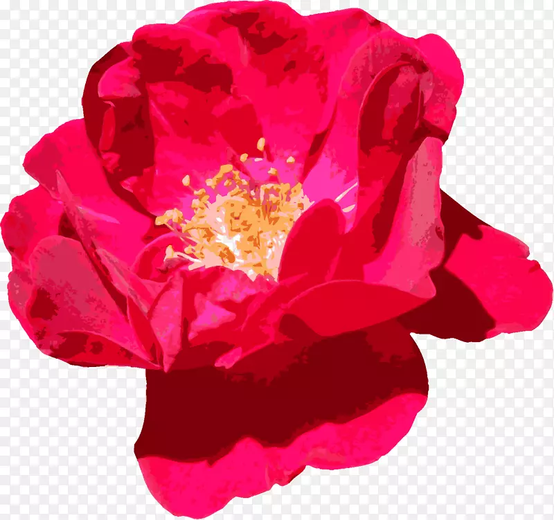 花园玫瑰，花蜈蚣玫瑰，夏哈蒂红玫瑰装饰