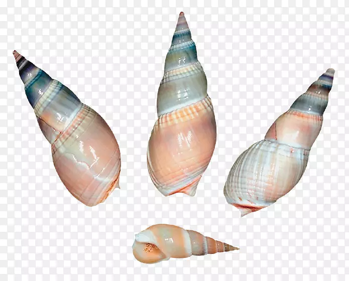 海贝壳腹足类壳海螺夹艺术-蜗牛