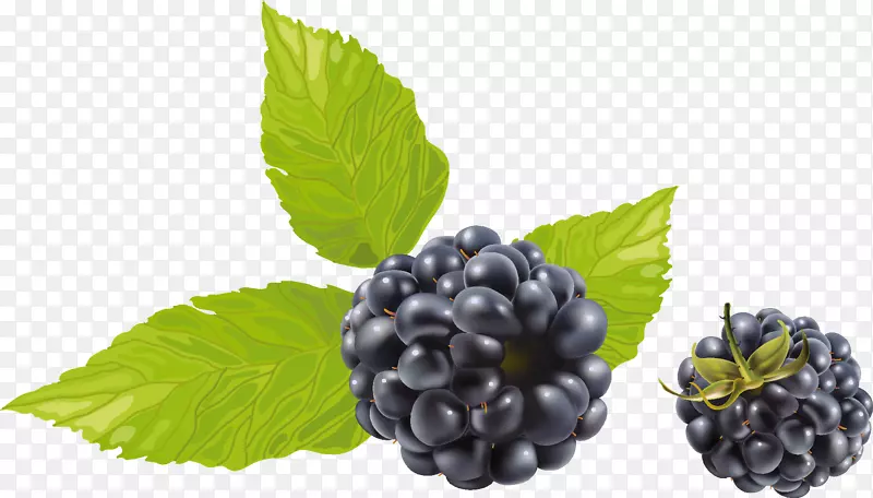 黑莓水果夹艺术-浆果
