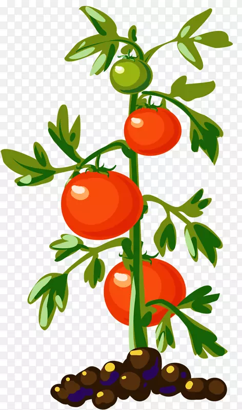 蔬菜樱桃番茄剪贴画盆栽