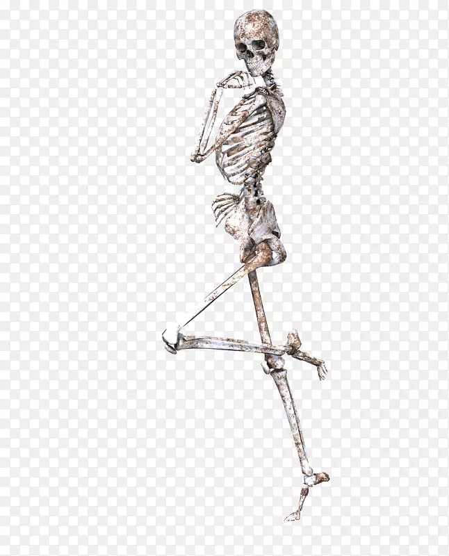 人体骨骼-人体头骨-骨骼