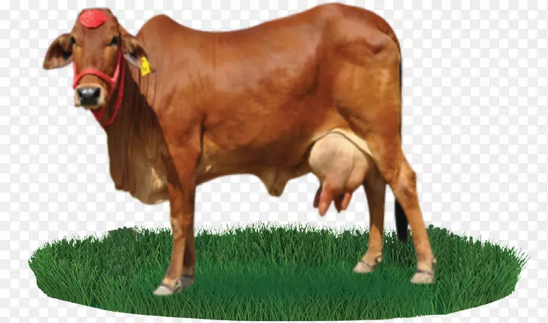 萨希瓦尔牛，肉牛，尼利-拉维奶牛场-克拉拉贝尔奶牛