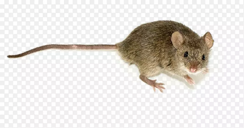 啮齿动物，老鼠，木头，老鼠，害虫诱捕-考试