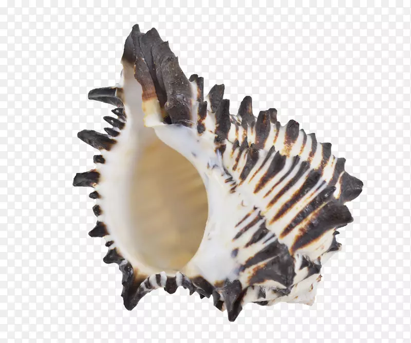 贝壳牡蛎海螺