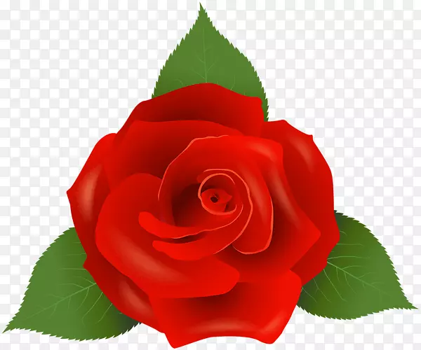 玫瑰科玫瑰花-红玫瑰装饰