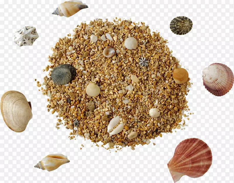 沙夹艺术-贝壳