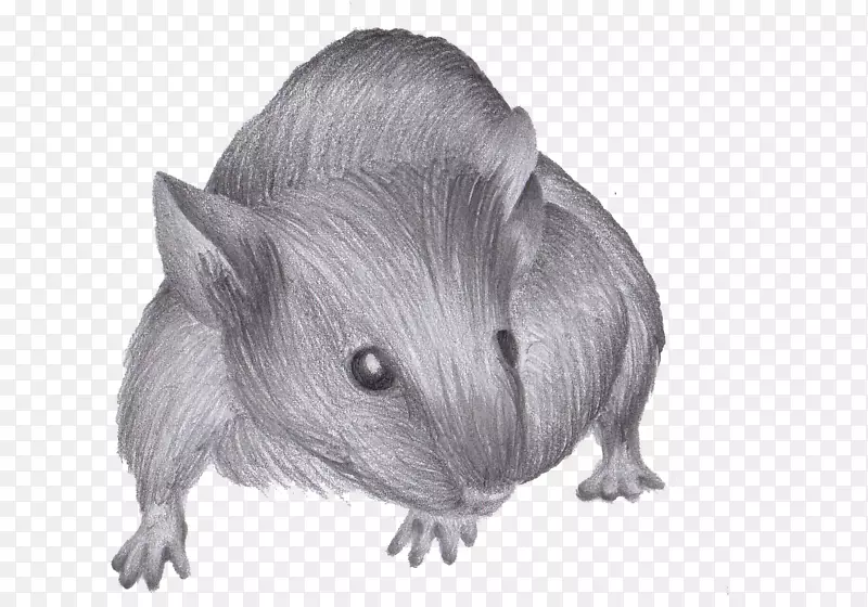 如何画老鼠-老鼠&老鼠