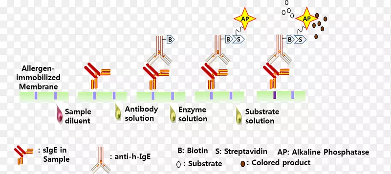 变应原变态反应免疫球蛋白e血清过敏
