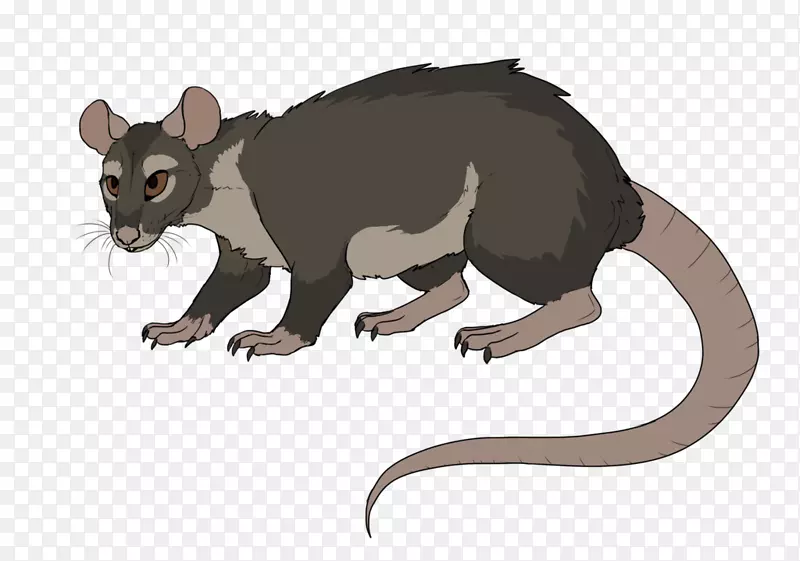 小鼠普通负鼠啮齿动物&老鼠