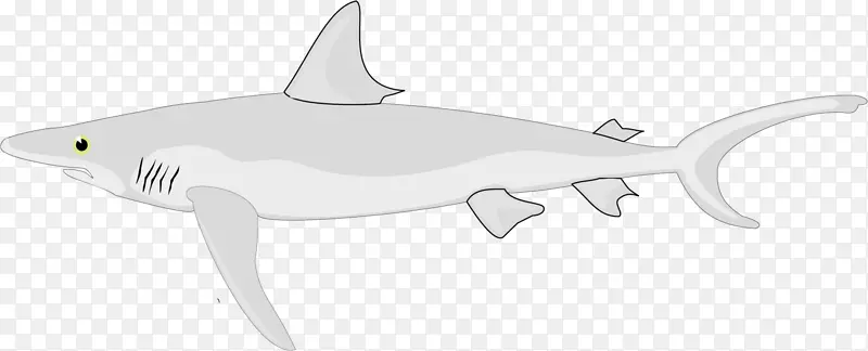 安奎姆鲨鱼软体动物鱼-鲨鱼