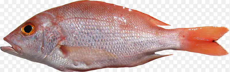 北红笛鲷海产品-菲什